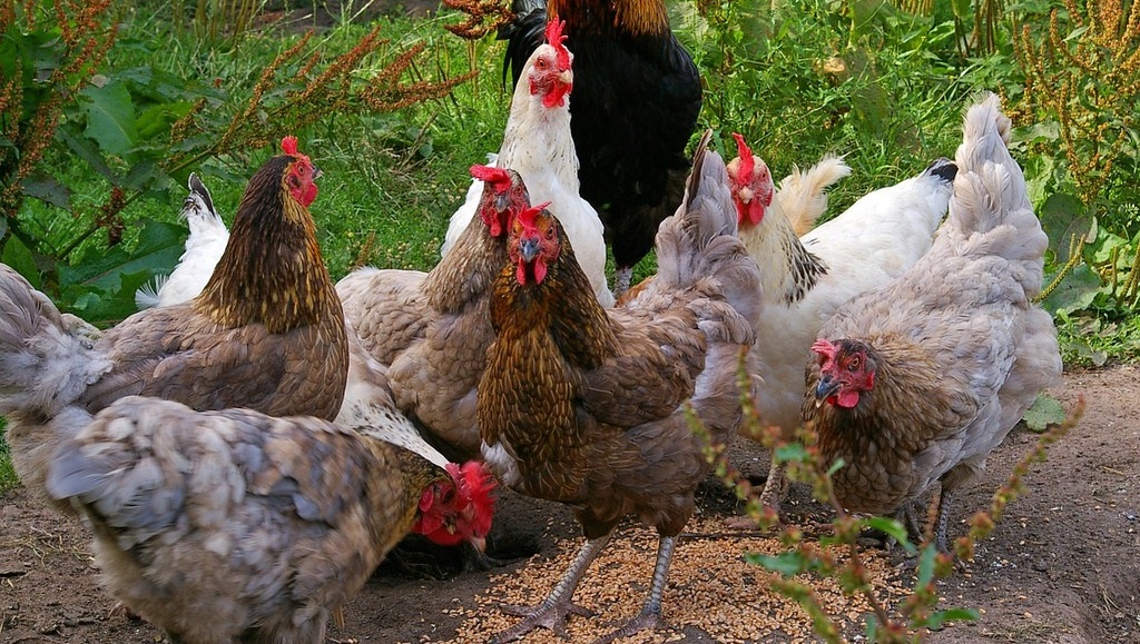 Chickens Gathering Before the Elephant Hunt